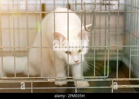 Gatto gaged. Bel gatto scozzese in purebred nella gabbia. Toned Foto Stock