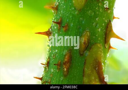 Un'immagine di una spina di rosa stretta con gocce d'acqua su di essa. Foto Stock