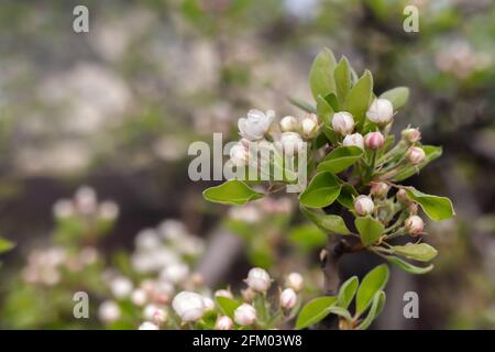 Pero fiorito coperto di fiori, boccioli e foglie Foto Stock
