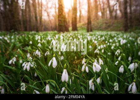 Alcsutdoboz, Ungheria - bellissimo campo di fiori di neve (Galanthus nivalis) nella foresta di Alcsutdoboz con il caldo sole al tramonto sul dorso Foto Stock