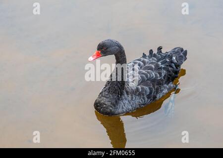 Raro cigno nero che nuota in un lago o stagno sporco, primo piano Foto Stock