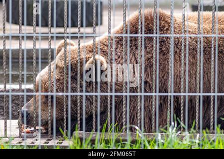 Triste orso bruno dormire in una gabbia con un pezzo di pesce vicino alla bocca, da vicino, animale selvaggio in cattività Foto Stock