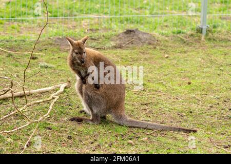 Bel canguro giovane in uno zoo, primo piano Foto Stock