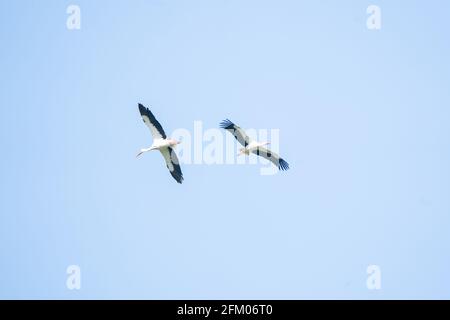 Due cicogne volano in alto nel cielo blu Foto Stock