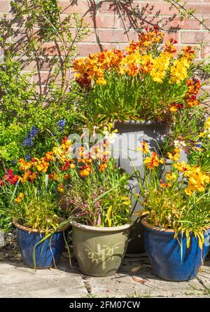 Varietà Wallflowers (Erysimum cheiri) Carpet persiano in contenitori, Inghilterra, Regno Unito Foto Stock