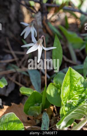 Questa immagine mostra una vista ravvicinata dei fiori selvatici di trota bianca non coltivati (erythronium albidum) che fioriscono in un ambiente boscoso di burrone. Foto Stock