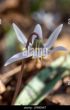 Questa immagine mostra una vista ravvicinata dei fiori selvatici di trota bianca non coltivati (erythronium albidum) che fioriscono in un ambiente boscoso di burrone. Foto Stock