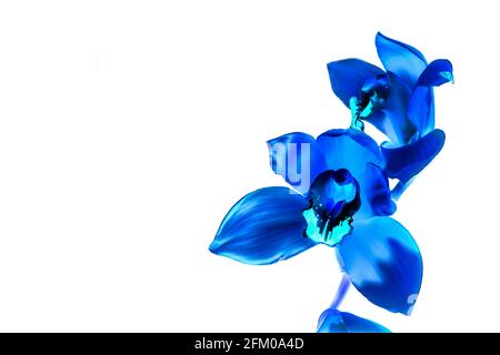 Due fiori blu impilati Phalaenopsis astratto sguardo isolato su nero. Foto Stock