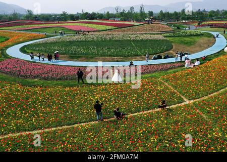 Pechino, la provincia cinese di Zhejiang. 2 maggio 2021. I turisti visitano un campo di fiori nella Township di Jingshan del distretto di Yuhang in Hangzhou, capitale della provincia di Zhejiang della Cina orientale, il 2 maggio 2021. Credit: Xu Yu/Xinhua/Alamy Live News Foto Stock