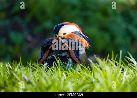 Un'anatra mandarina (Aix galericulata) che siita su un prato. Foto Stock