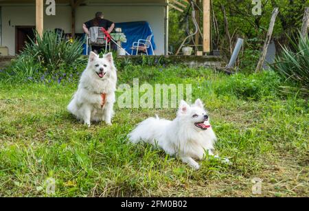 Due cani giapponesi Spitz in un giardino erboso verde di una proprietà privata. Foto Stock