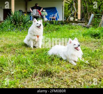 Due cani giapponesi Spitz in un giardino erboso verde di una proprietà privata. Foto Stock