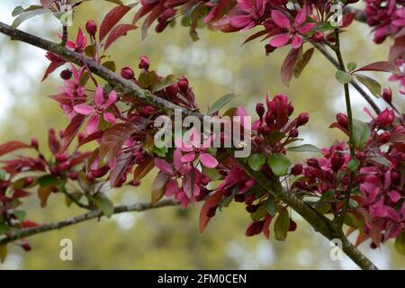 Profusione di fiori rosa scuro del Malus x moerlandsii Profusione di mele di granchio Foto Stock