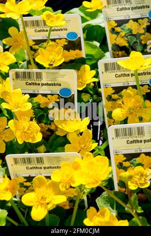 Marsh-Marigold, Caltha palustris in vendita vivaio giallo Kingcup Foto Stock