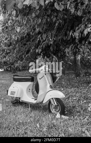 Nei boschi tra i gelsi. Foto Stock