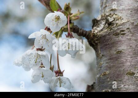 Fiore di ciliegio (Prunus sp) Foto Stock