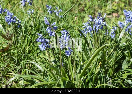 Grumo di Bluebells spagnoli (Hyacinthoides hispanica) Foto Stock