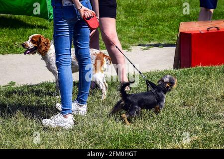 Due cani purosangue al guinzaglio ai piedi della padrona stanno guardando in direzioni diverse. Passeggiata estiva con animali domestici. Foto Stock