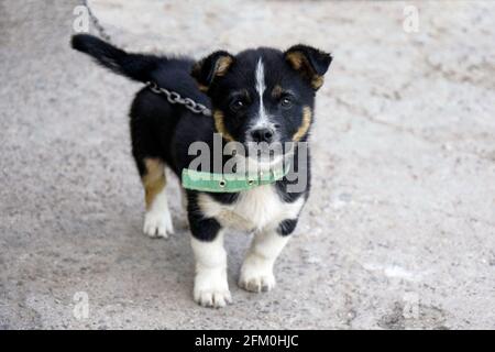 Cute puppy bianco e nero soffici con un look intelligente premuroso protegge la casa dei suoi proprietari. Il futuro watchdog sulla catena. Primo piano. Foto Stock