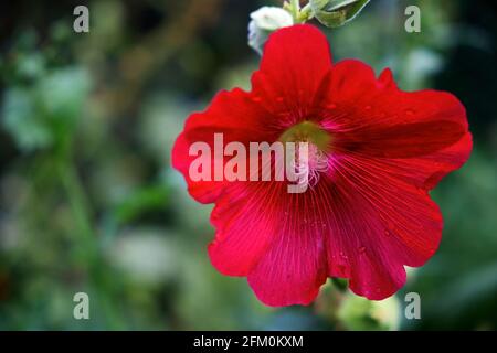 Un fiore rosso di surfinia su sfondo sfocato, primo piano. Petunia con petali rossi luminosi. Foto Stock