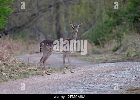 Allow Deer che attraversa una foresta dura pista forestale di Dean REGNO UNITO Foto Stock