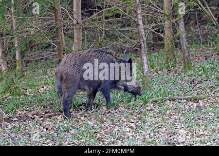 Femmina cinghiale accanto a una foresta recinzione di Dean REGNO UNITO Foto Stock