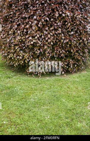 Fogliame rossastro della pendola Fagus sylvatica Foto Stock