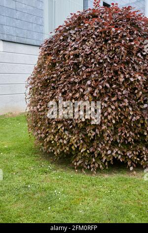 Fogliame rossastro della pendola Fagus sylvatica Foto Stock