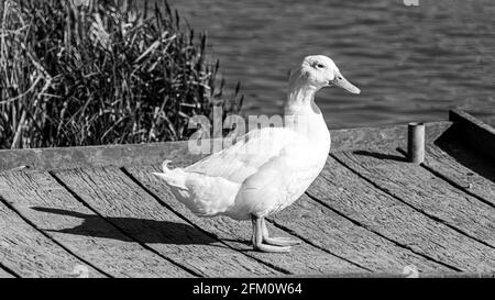 Single White Domesticated Aylesbury Pekin Peking Duck out of the vista del livello basso dell'acqua che mostra il piumaggio bianco e il tessuto arancione piedi sul molo Foto Stock