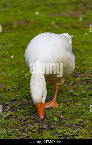 Primo piano vista basso di Embden Emden Geese. Singolo ritratto di un'oca singola con becco arancione e occhio blu Foto Stock