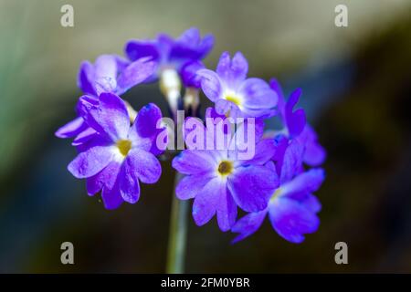 Primula scotica piccola Primulaceae fiorita con fiori viola Con un centro giallo nelle Highlands della Scozia Foto Stock