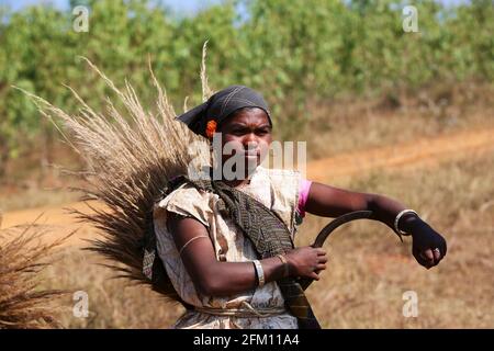 Donna tribale dal villaggio di Kotpadu, Odisha che raccoglie l'erba della scopa, posando per la macchina fotografica al villaggio di Bondaguda, Araku, Andhra Pradesh, India. TRIBÙ DI BATRA Foto Stock