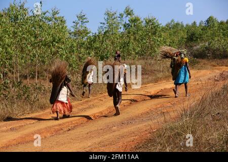 Donne tribali dal villaggio di Kotpadu, Odisha camminare e raccogliere l'erba delle ginocere al villaggio di Bondaguda, Araku, Andhra Pradesh, India. TRIBÙ BATRA Foto Stock
