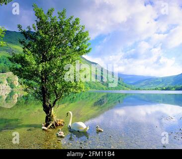 Regno Unito, Galles, Snowdonia, Llyn Gwynant, albero in lago con cigni Foto Stock