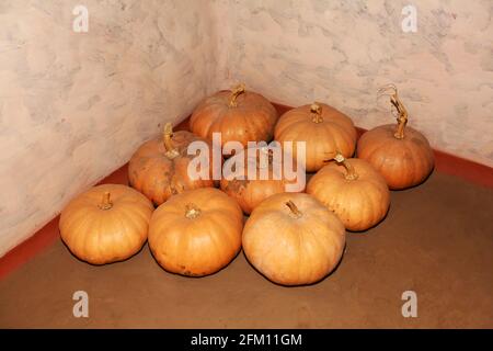 Zucche al villaggio di Hattaguda, Andhra Pradesh, India Foto Stock