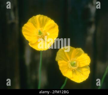 California Poppy, diffuso, Foto Stock