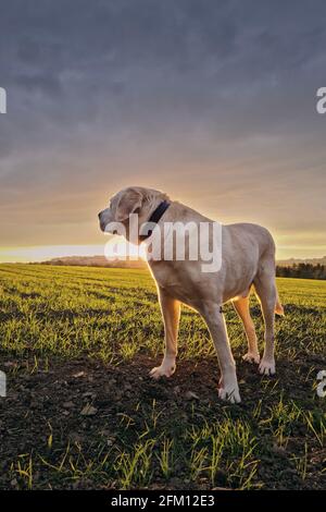 Vecchio cane guardando bellissimo tramonto. Old labrador Retriever nella natura primaverile. Foto Stock