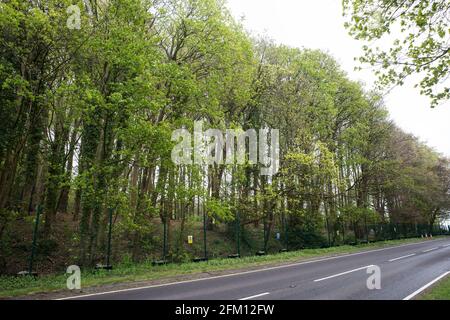 Wendover, Regno Unito. 4 maggio 2021. Vista degli alberi lungo la A413. Grandi aree di terreno sono attualmente in via di eliminazione di alberi e vegetazione intorno a Wendover nel Chilterns AONB in preparazione per il collegamento ferroviario ad alta velocità HS2, con alcuni lavori recentemente in corso dopo il buio. Gli attivisti contrari all'HS2 occupano il campo di resistenza attivo di Wendover accanto all'A413. Credit: Mark Kerrison/Alamy Live News Foto Stock