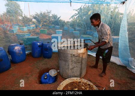 Collezione di miele di Kodhu uomo tribale a Sai Nagar, Andhra Pradesh, India Foto Stock