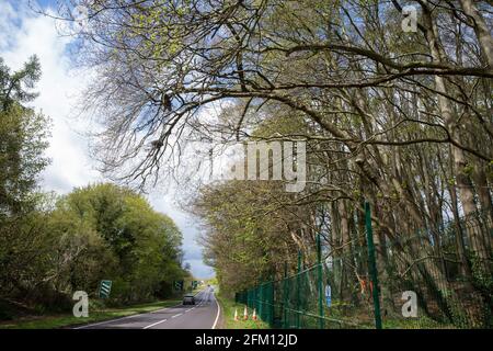 Wendover, Regno Unito. 4 maggio 2021. Vista degli alberi lungo la A413. Grandi aree di terreno sono attualmente in via di eliminazione di alberi e vegetazione intorno a Wendover nel Chilterns AONB in preparazione per il collegamento ferroviario ad alta velocità HS2, con alcuni lavori recentemente in corso dopo il buio. Gli attivisti contrari all'HS2 occupano il campo di resistenza attivo di Wendover sul lato opposto dell'A413. Credit: Mark Kerrison/Alamy Live News Foto Stock