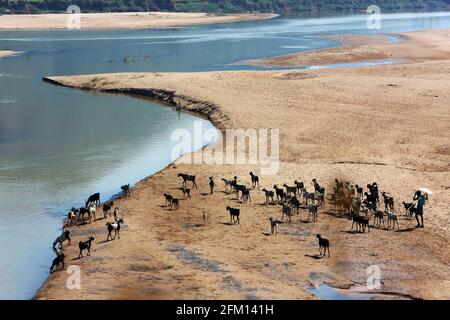 Bestiame e pastori di capra vicino al sito della diga di Vamsadhara, Hiramandalam, distretto di Srikakulam, Andhra Pradesh, India Foto Stock