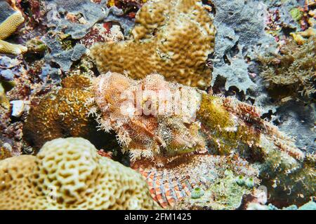 Scorpionfish, ben camuffato tra i coralli di Stony. Selayar Sud Sulawesi Indonesia Foto Stock