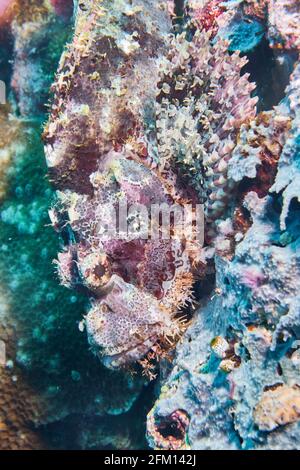 Scorpionfish, testa avanti, ben camuffato tra i coralli di Stony. Selayar Sud Sulawesi Indonesia Foto Stock