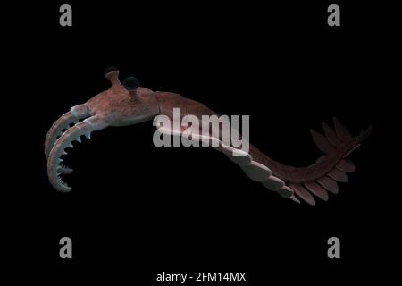 Anomalocaris, creatura del periodo Cambriano, isolato su sfondo nero Foto Stock