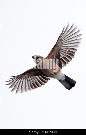 Eurasian Jay (Garrulus glandarius) Foto Stock