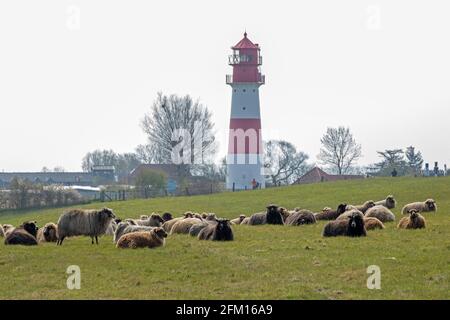 Pecore norvegesi, faro, Falshöft, Gelting Bay, Schleswig-Holstein, Germania Foto Stock