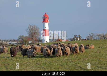 Pecore norvegesi, faro, Falshöft, Gelting Bay, Schleswig-Holstein, Germania Foto Stock