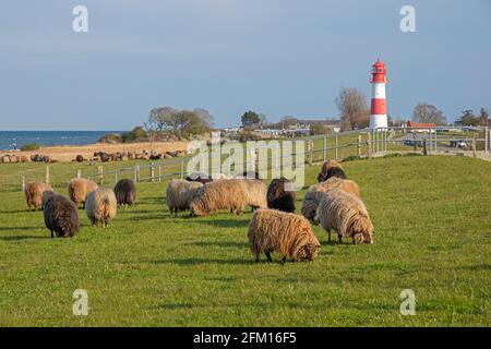 Pecore norvegesi, faro, Falshöft, Gelting Bay, Schleswig-Holstein, Germania Foto Stock