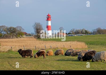 Pecore norvegesi, faro, Falshöft, Gelting Bay, Schleswig-Holstein, Germania Foto Stock
