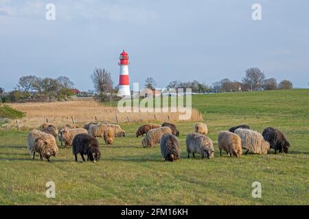Pecore norvegesi, faro, Falshöft, Gelting Bay, Schleswig-Holstein, Germania Foto Stock